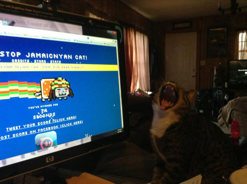 Cat Laugh At Nyan Cat